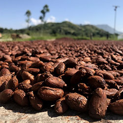 Cocoa Beans